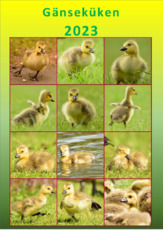 Gänseküken_2023.pdf